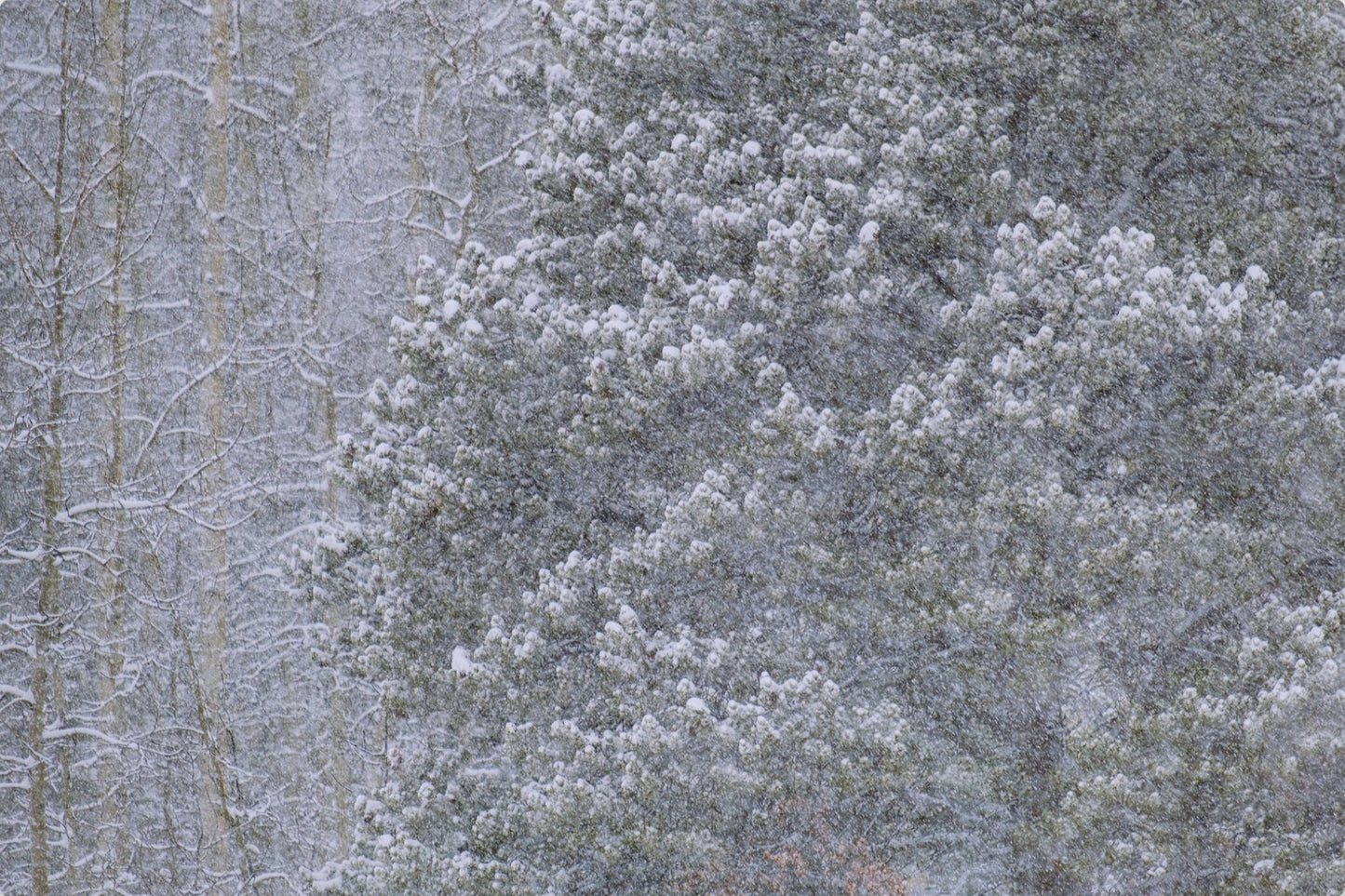 Heavy Snow & Forest Abstract III