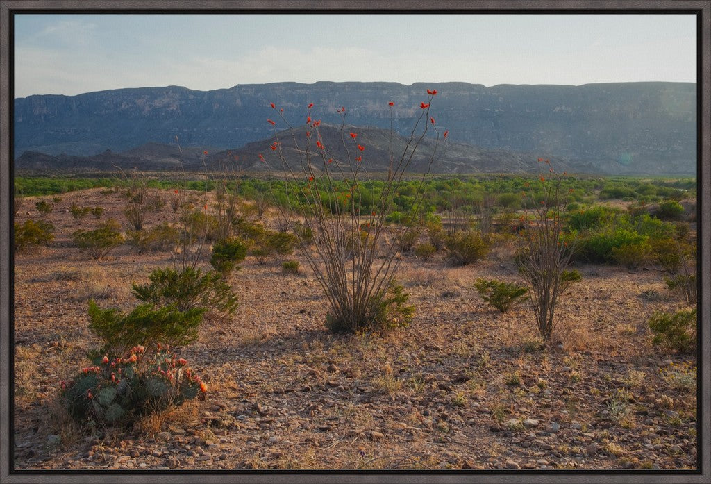 Ocotillo in Mountainscape