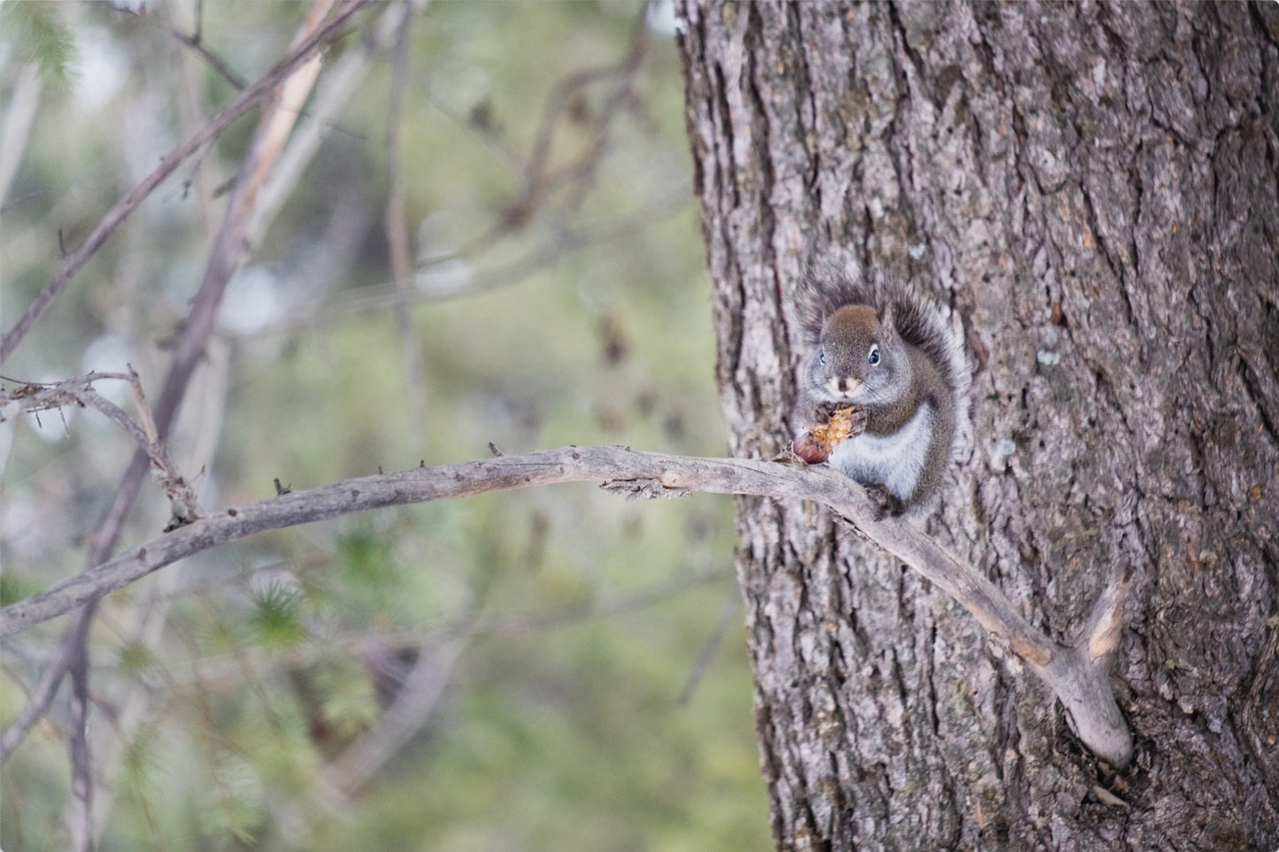 Squirrel & Pine Cone I