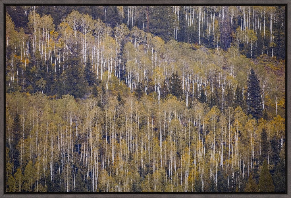 Fall Mountainside