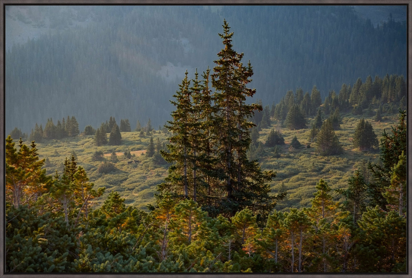 Moose Sunrise Horizontal