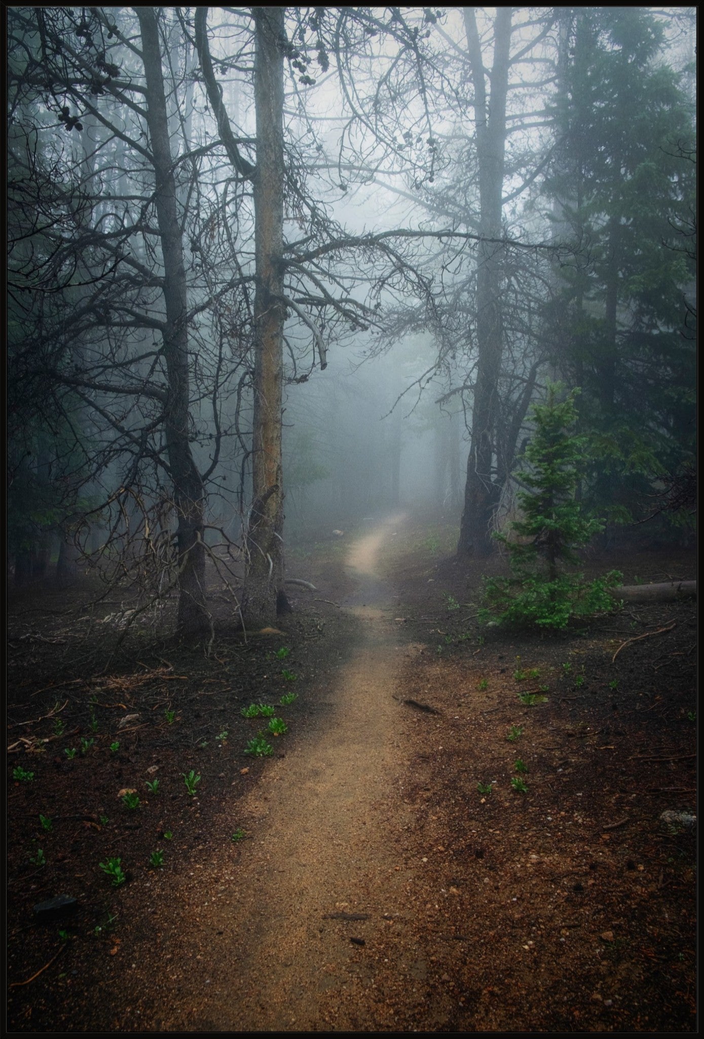 Foggy Mountain Path