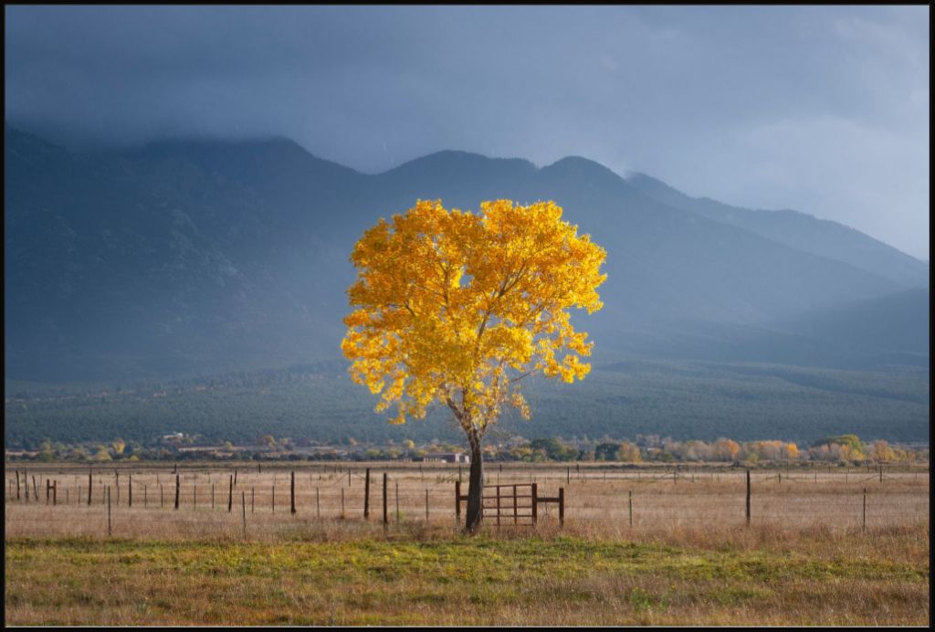 Solitary Cottonwood I