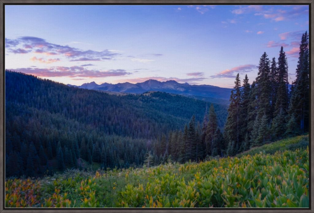 Corn Lily Sunrise I