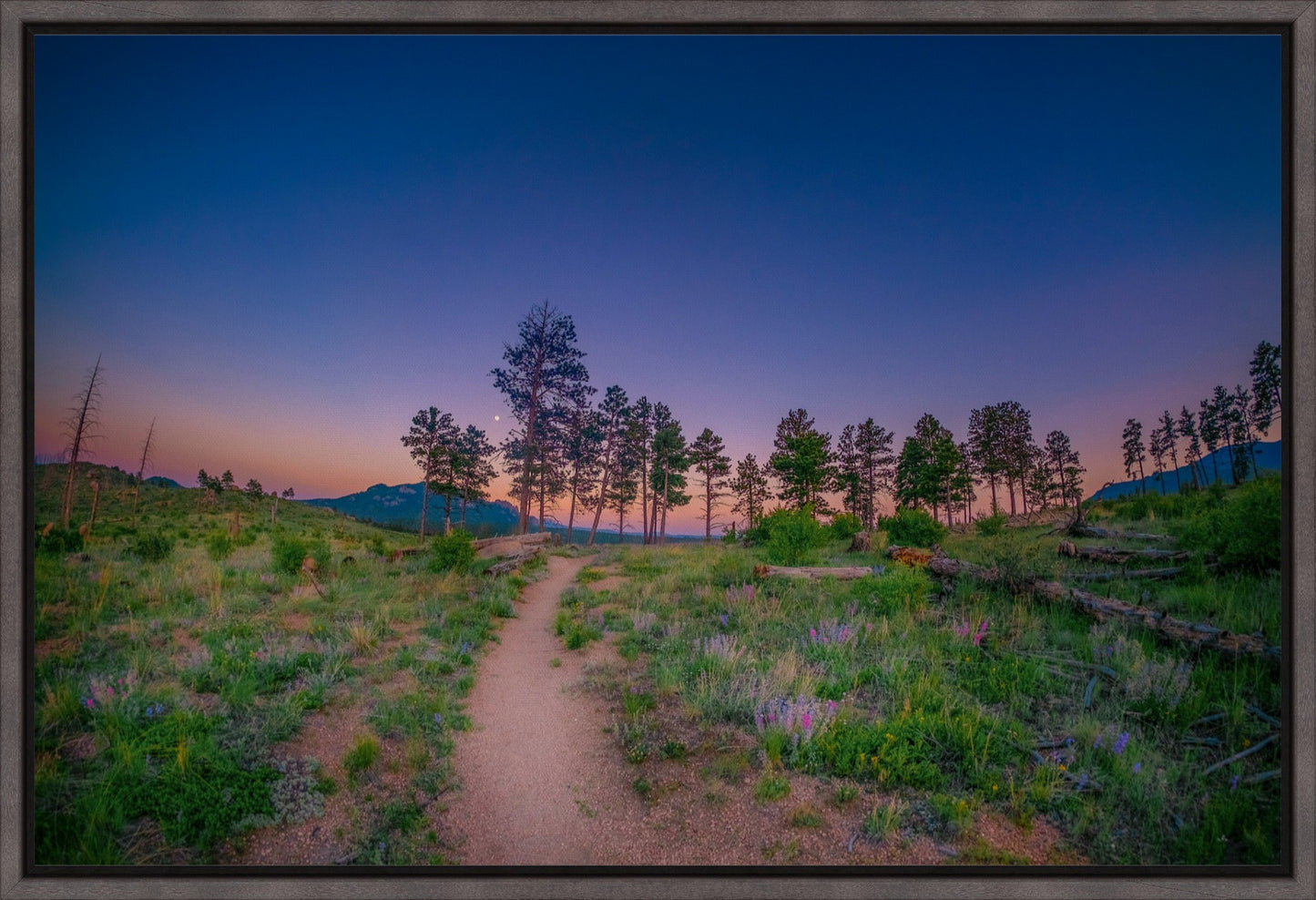 Burn Area Wildflowers II