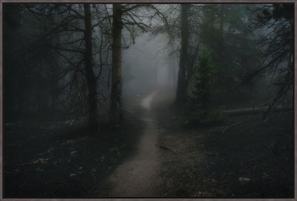 Dark Forest
