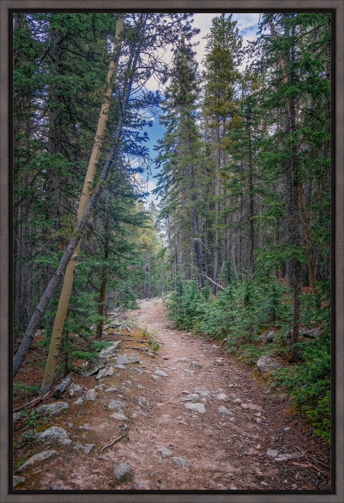 Forest Path
