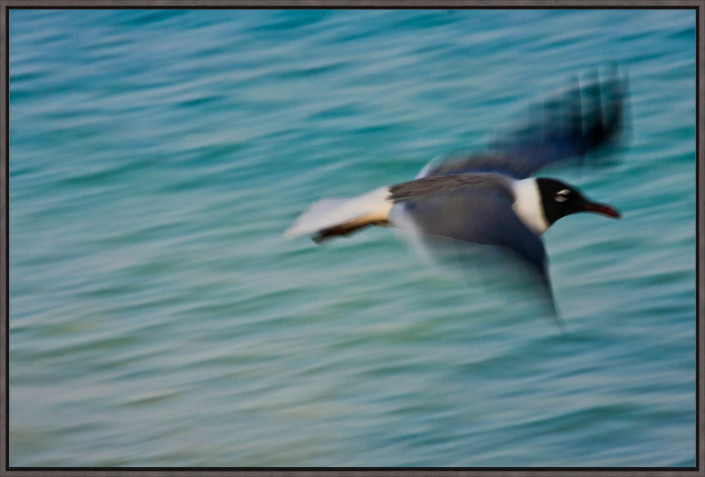 Grand Bahama Gull No. 2