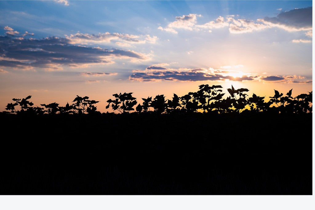 Sunset Cotton Silhuette II