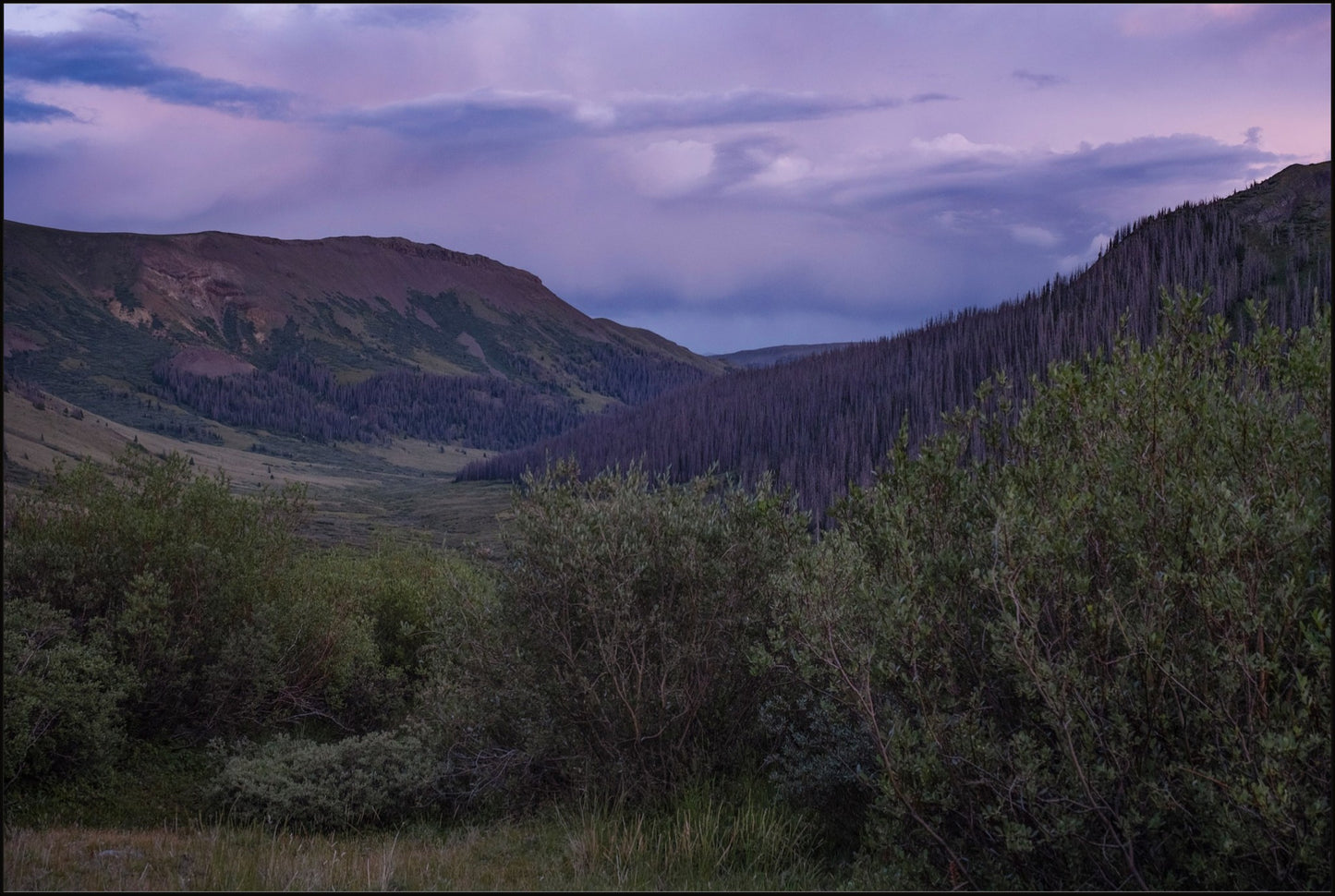 Violet Sunset I
