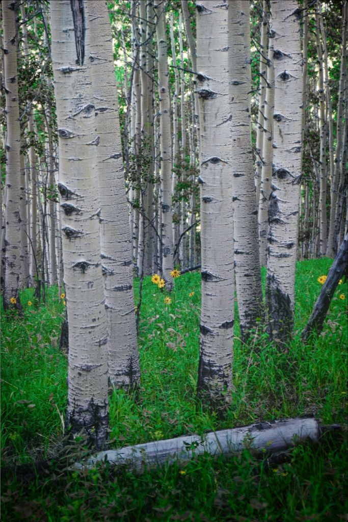 Wild Sunflowers and Trembling Aspens