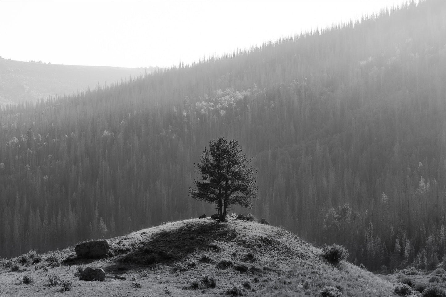 Tree on a Hill