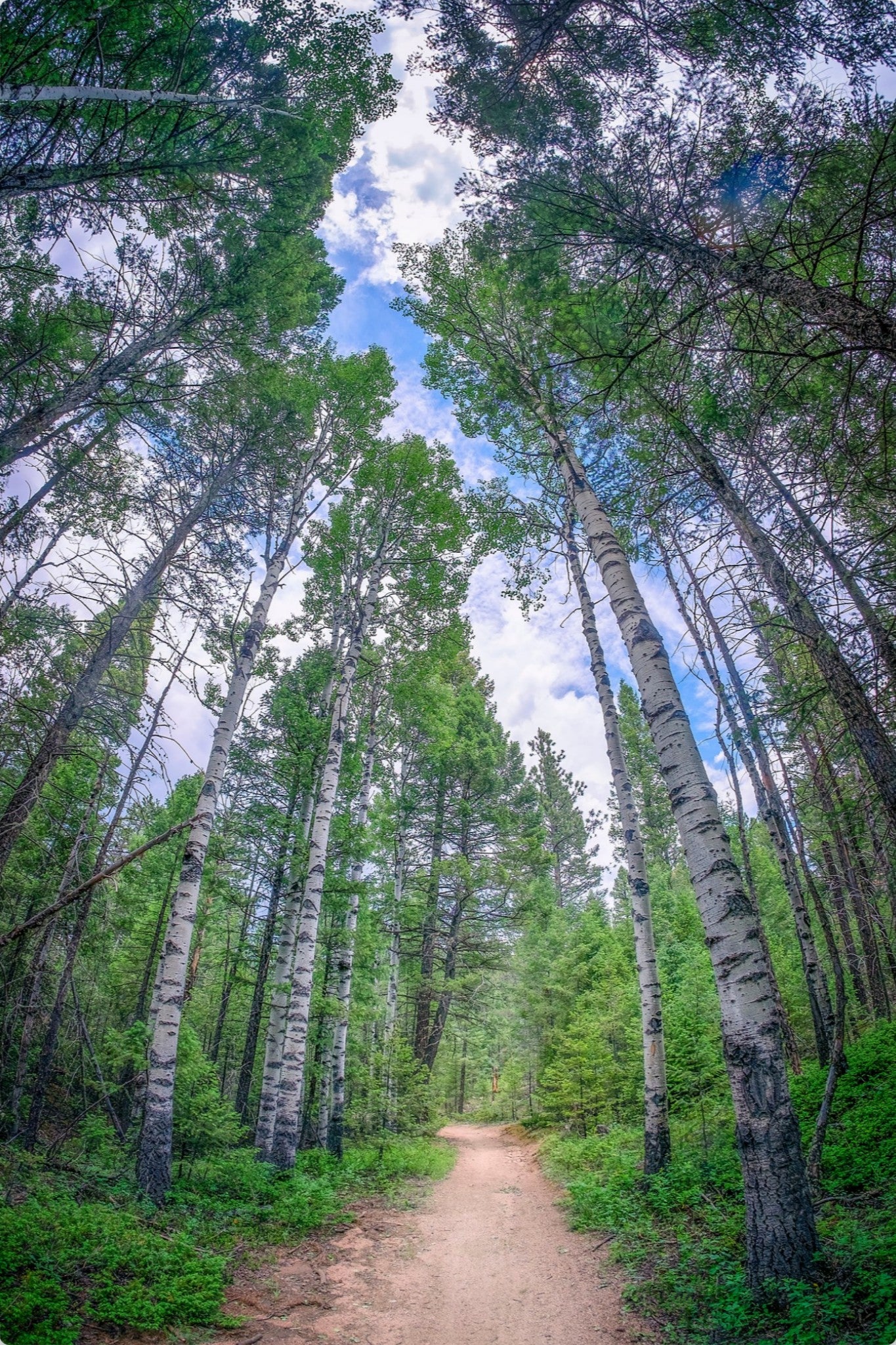 Forest Corridor