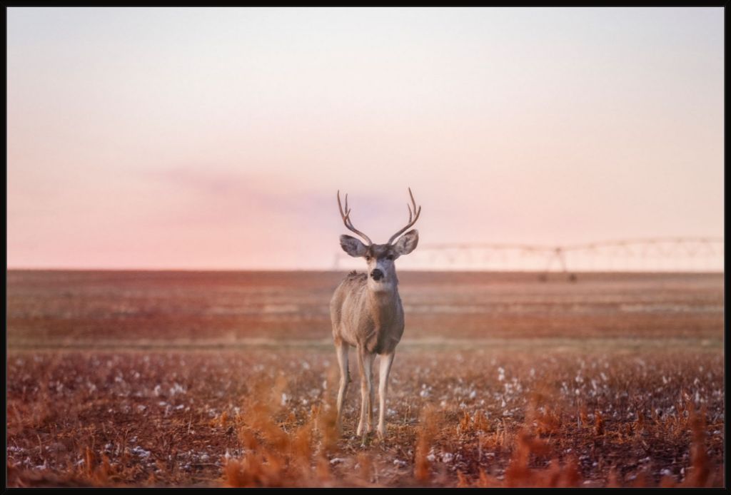 Golden Hour Mule Deer Buck