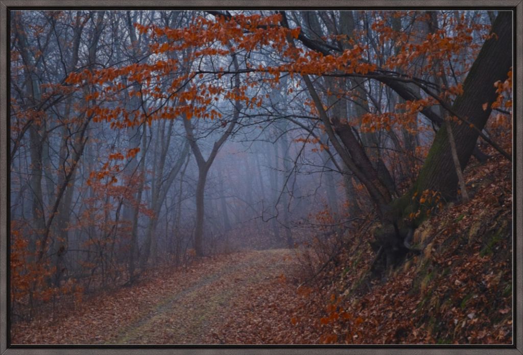 Charity Lake Path in Fog