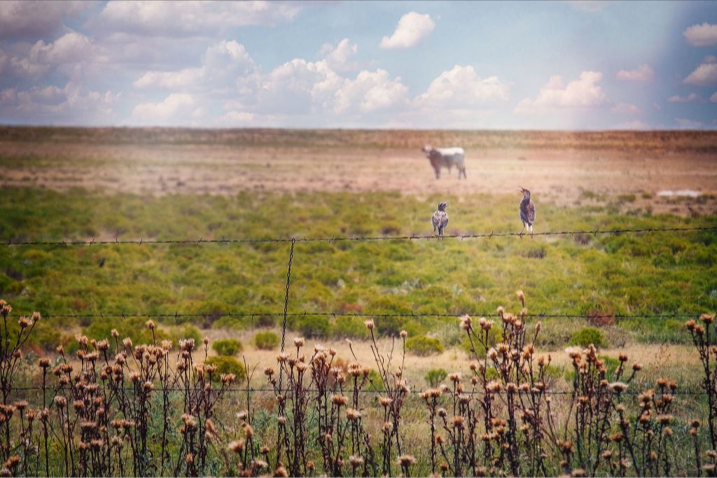 Fence Gossip II