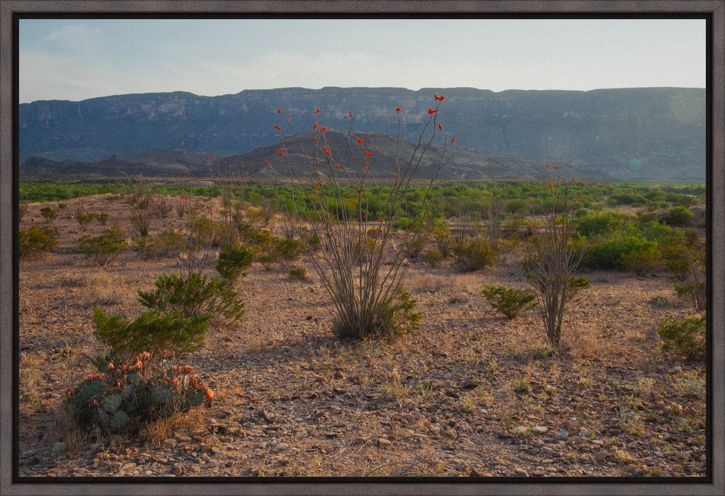 Ocotillo in Mountainscape
