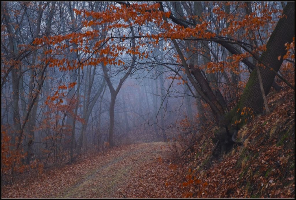 Charity Lake Path in Fog