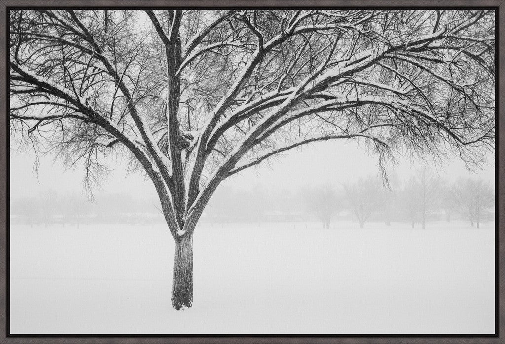 Monochrome Tree in Snow II