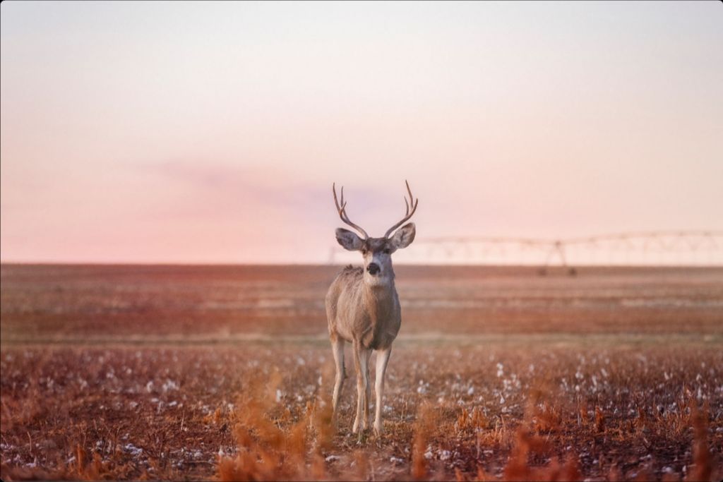 Golden Hour Mule Deer Buck