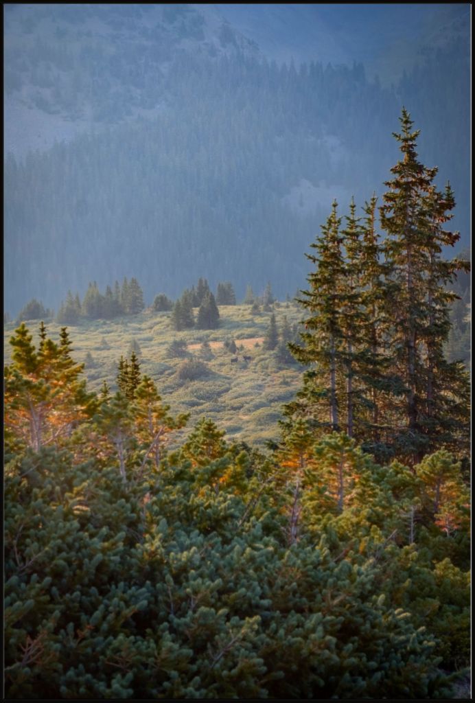 Moose Sunrise Vertical