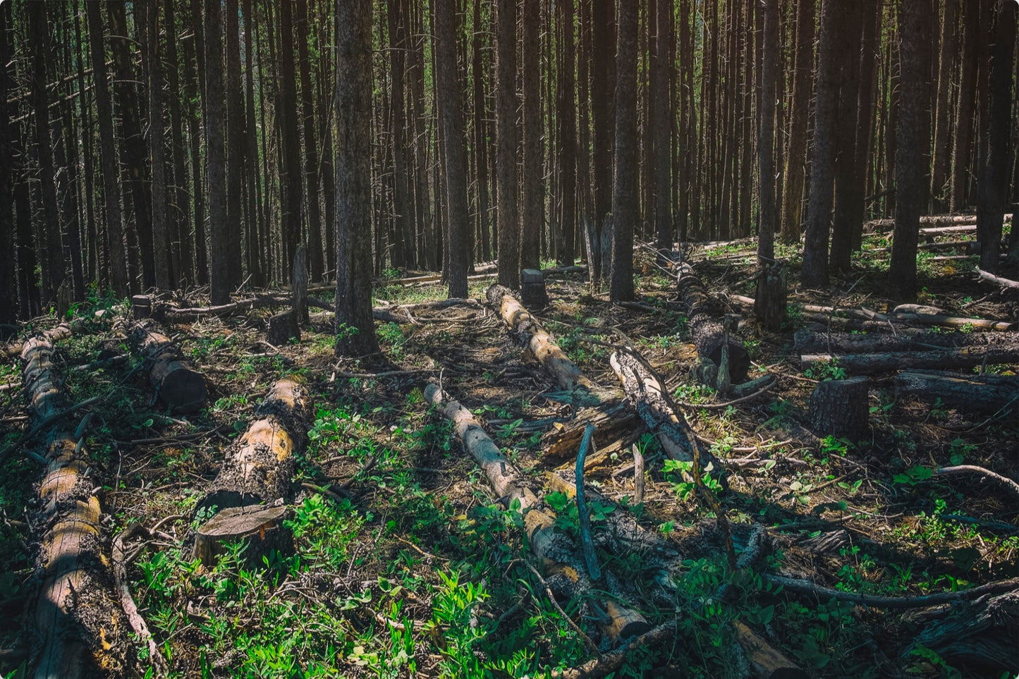Forest Floor