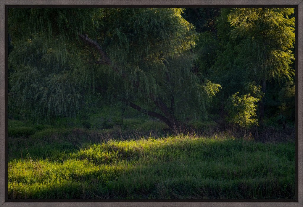 Willow Tree in Late Afternoon Light