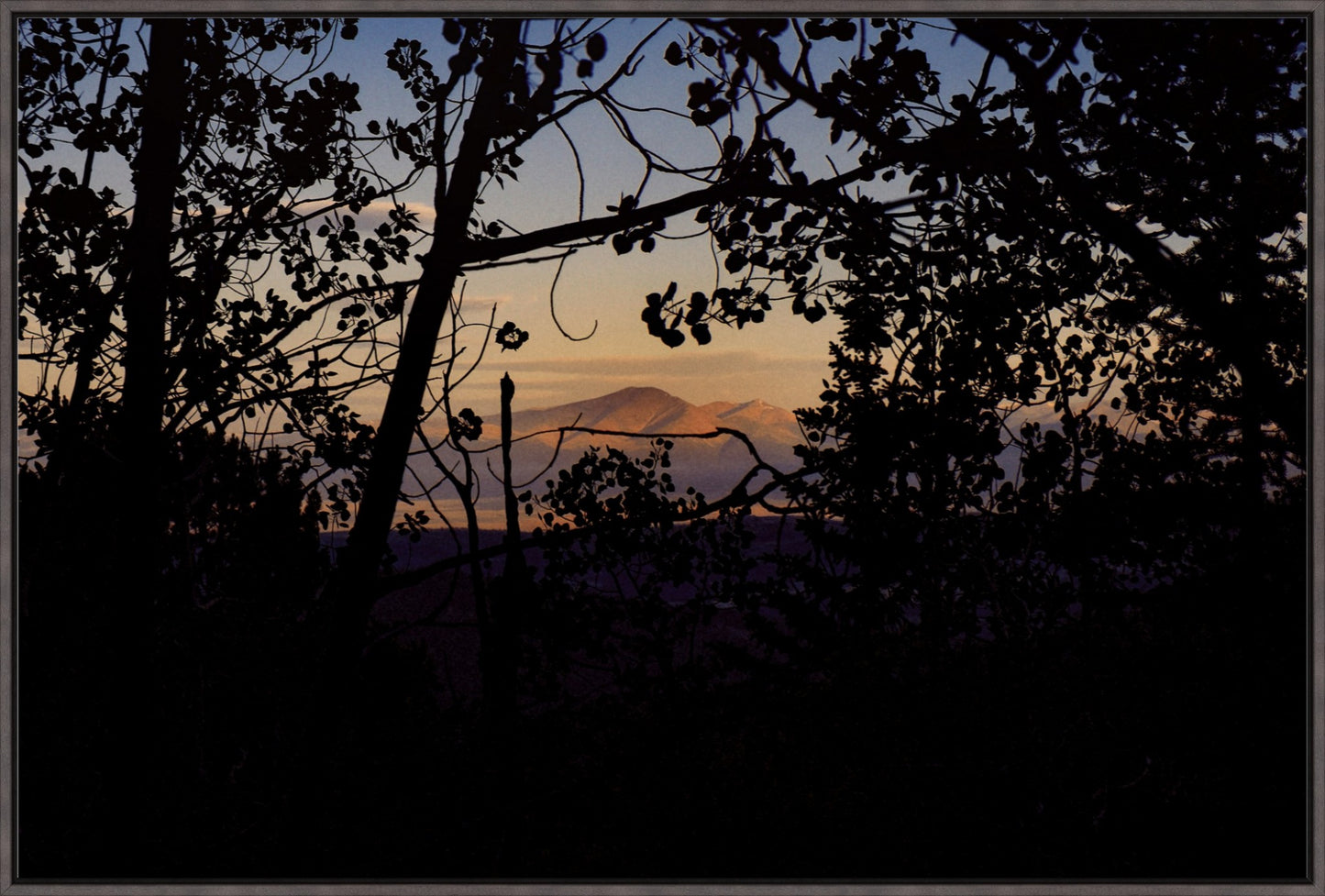 Afternoon Golden Light