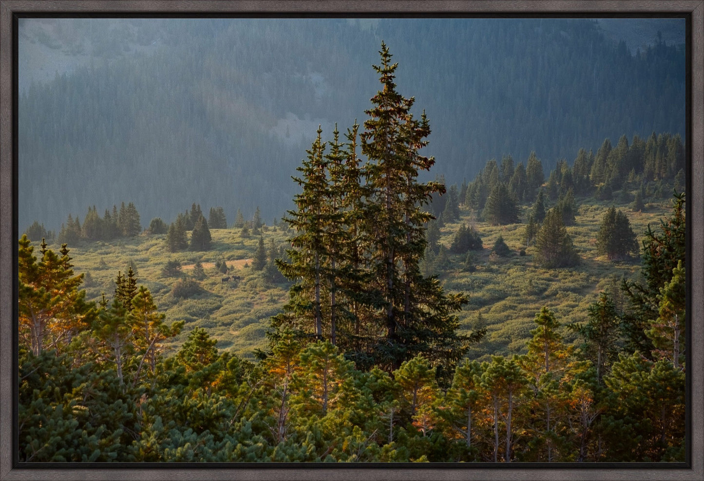Moose Sunrise Horizontal