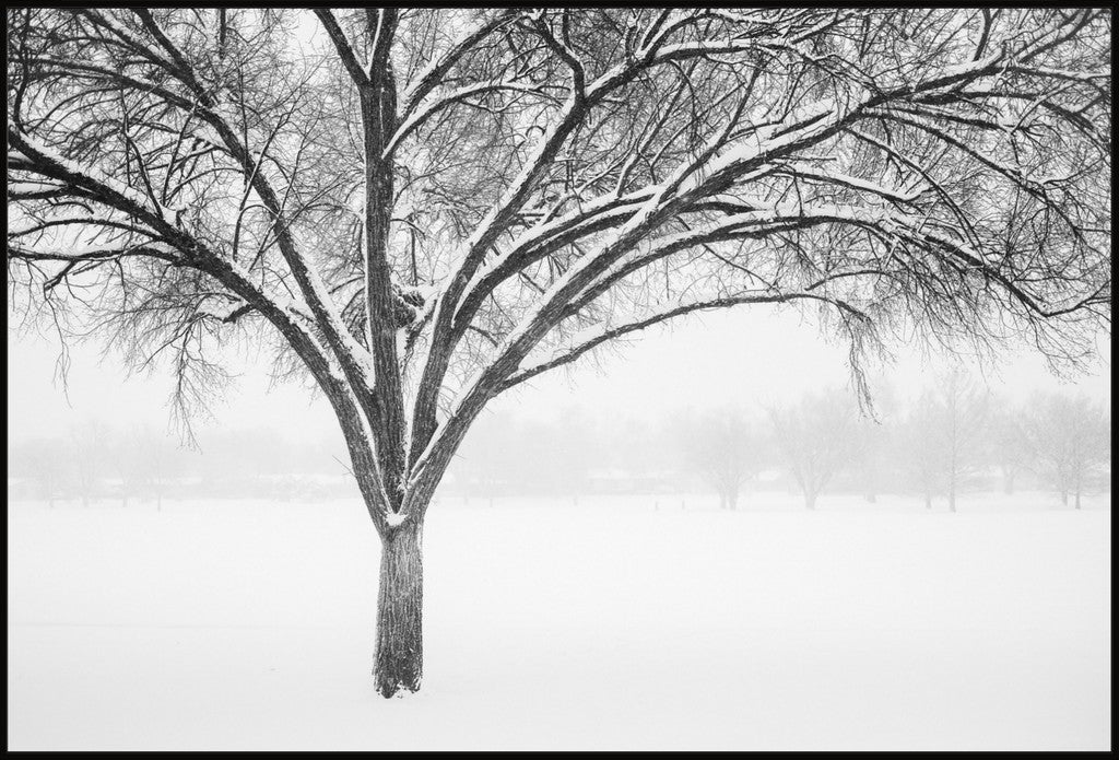 Monochrome Tree in Snow II