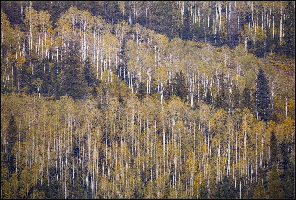 Fall Mountainside