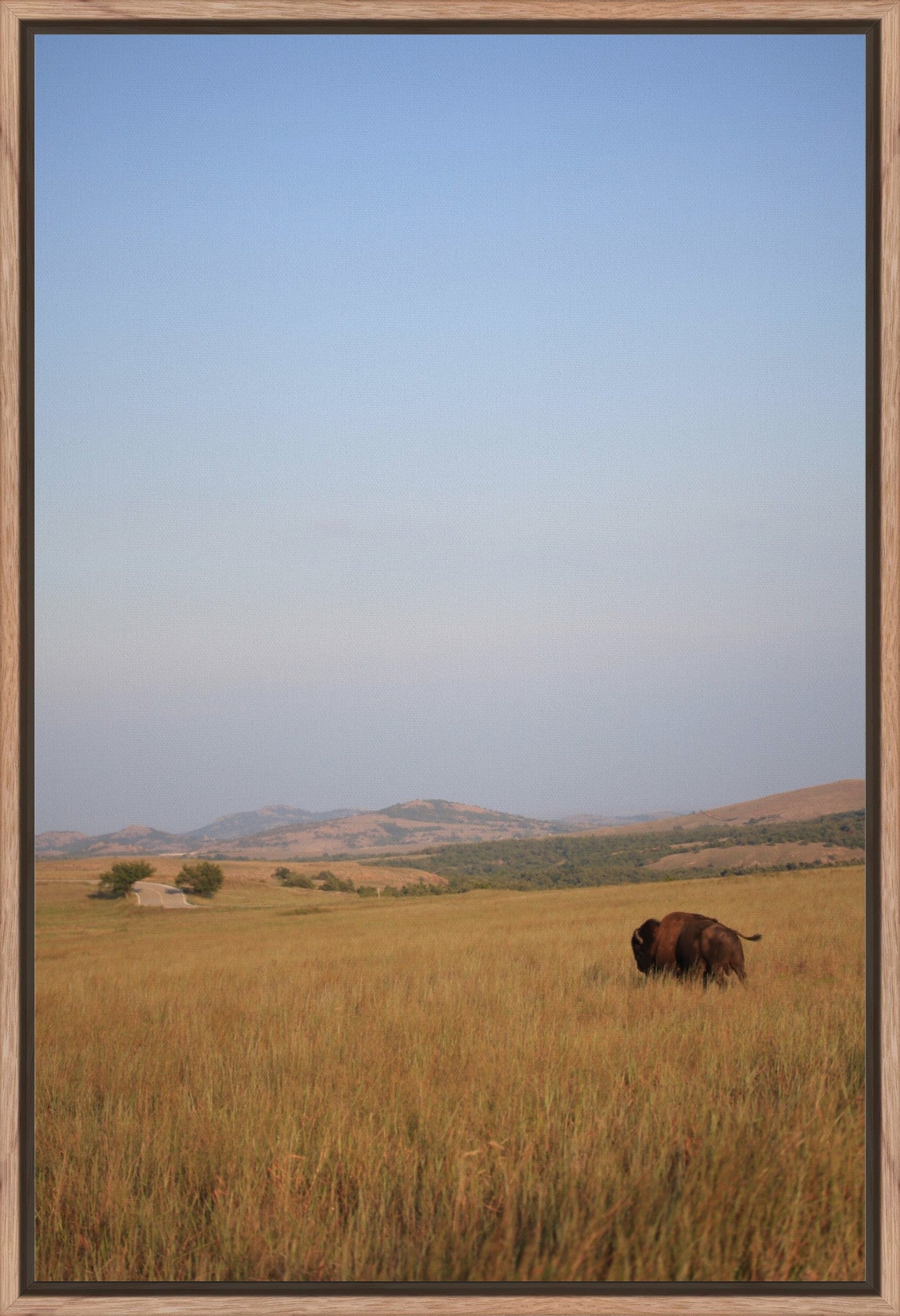 Kansas Bison