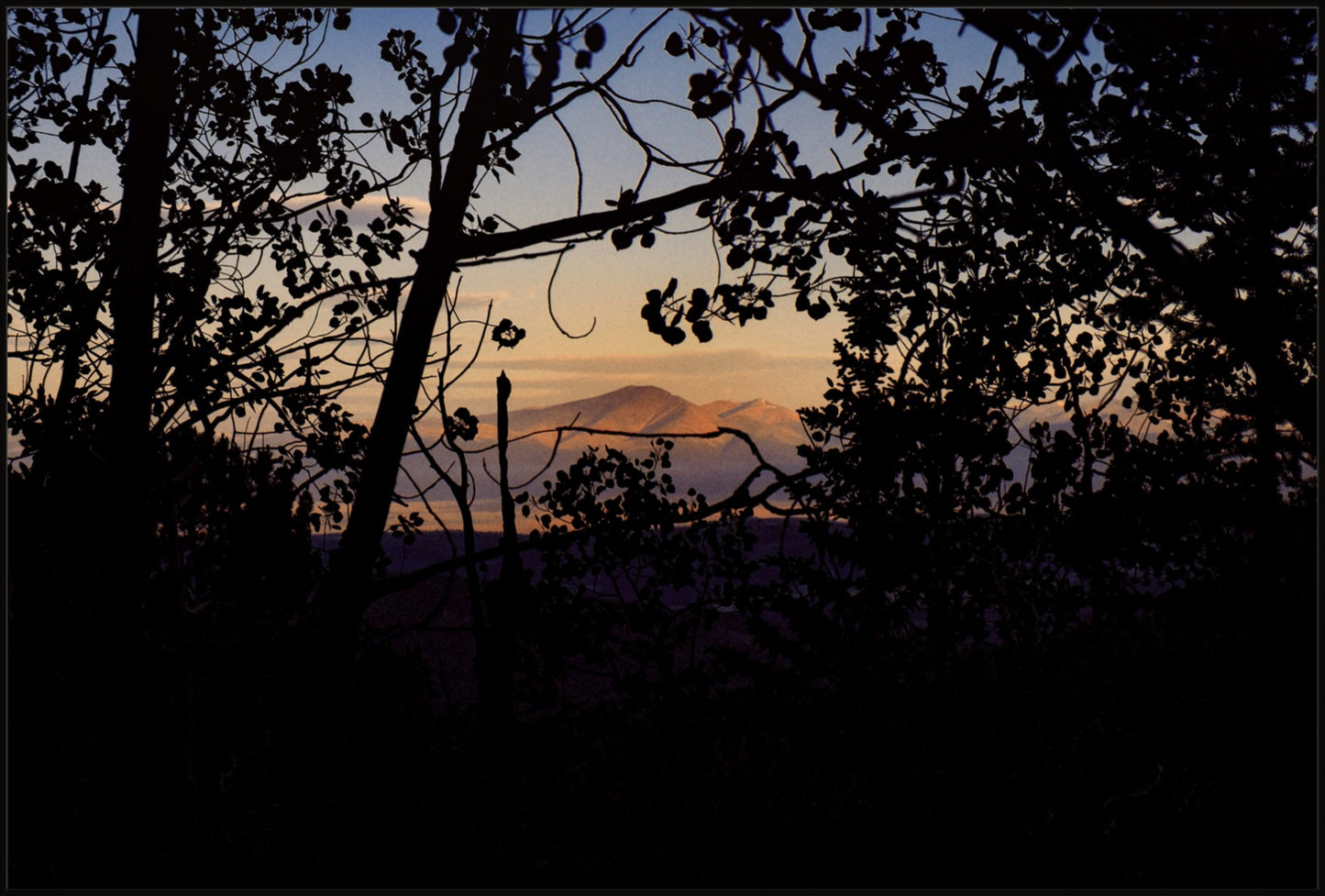 Afternoon Golden Light