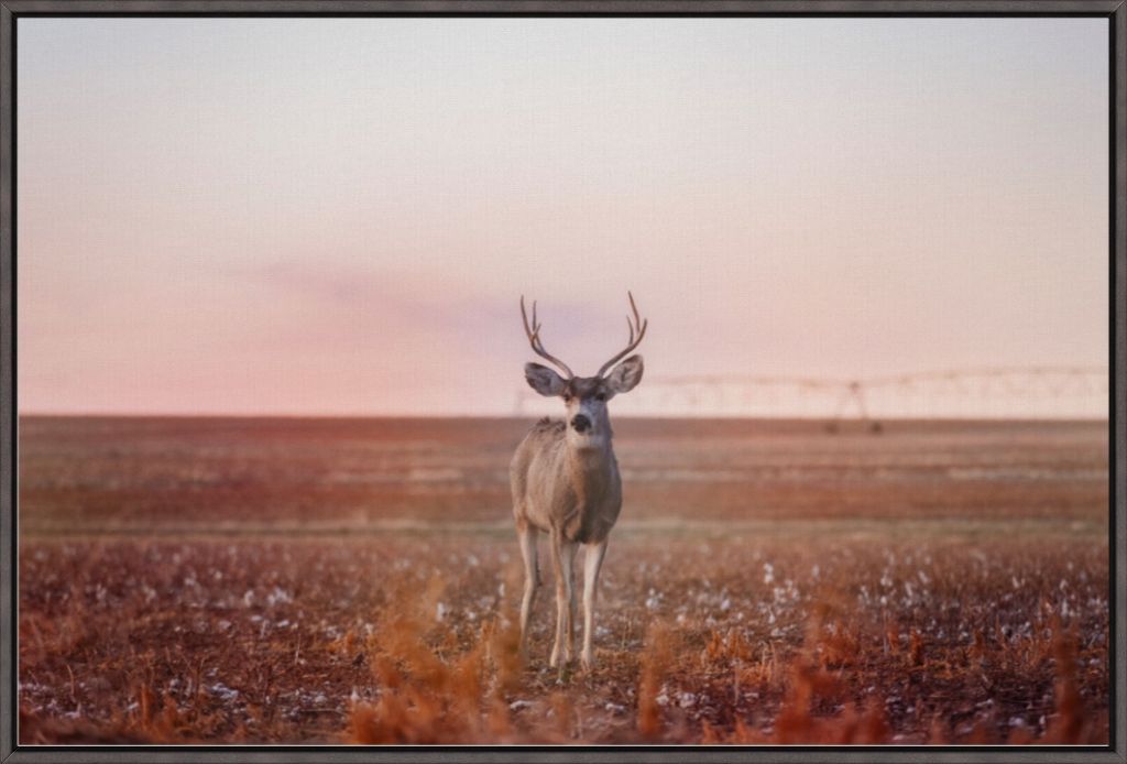 Golden Hour Mule Deer Buck