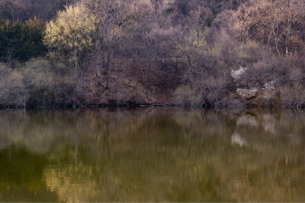 Dogwood Reflections II