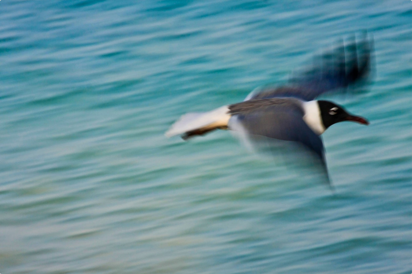 Grand Bahama Gull No. 2