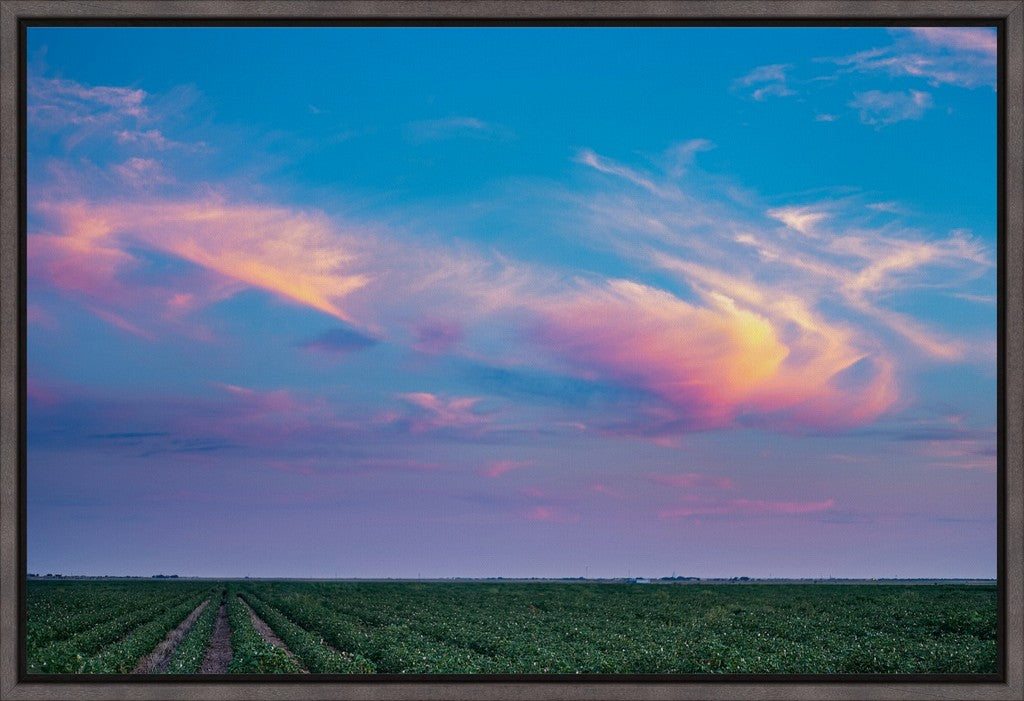 Cotton Field at Sunset
