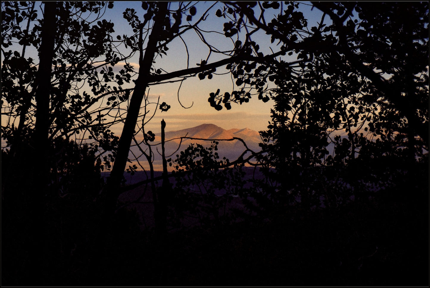 Afternoon Golden Light