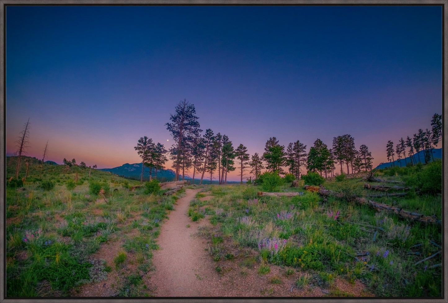 Burn Area Wildflowers II