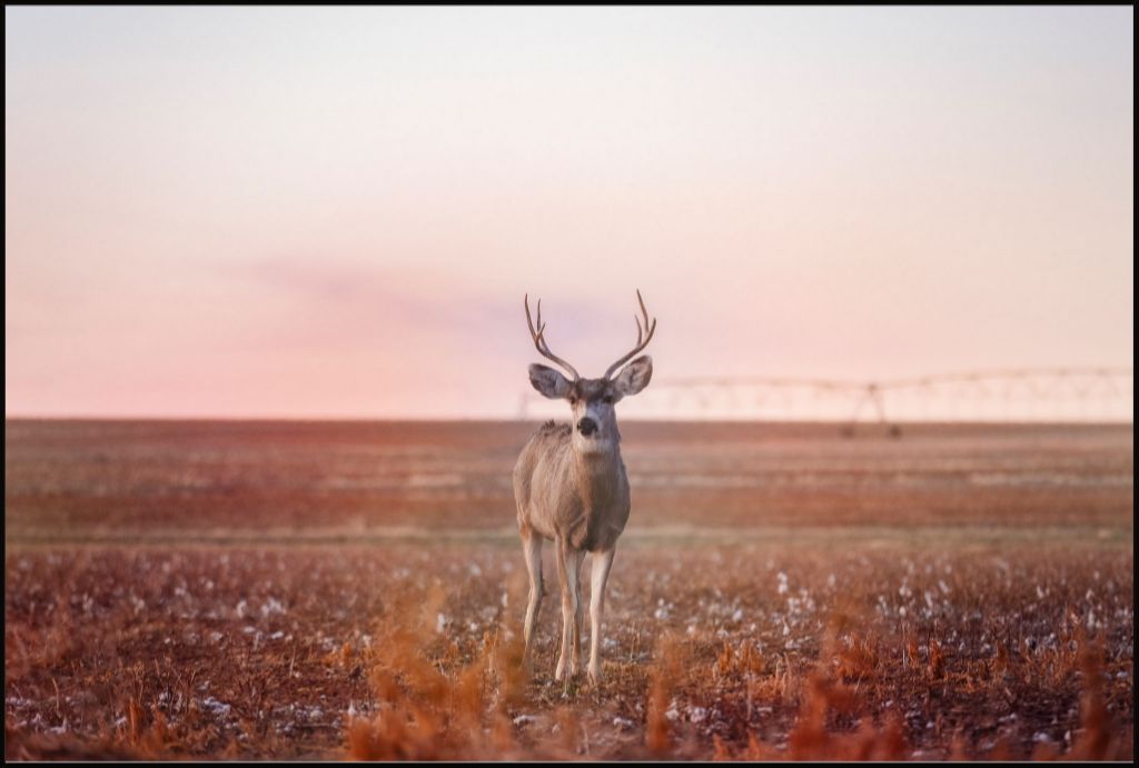 Golden Hour Mule Deer Buck