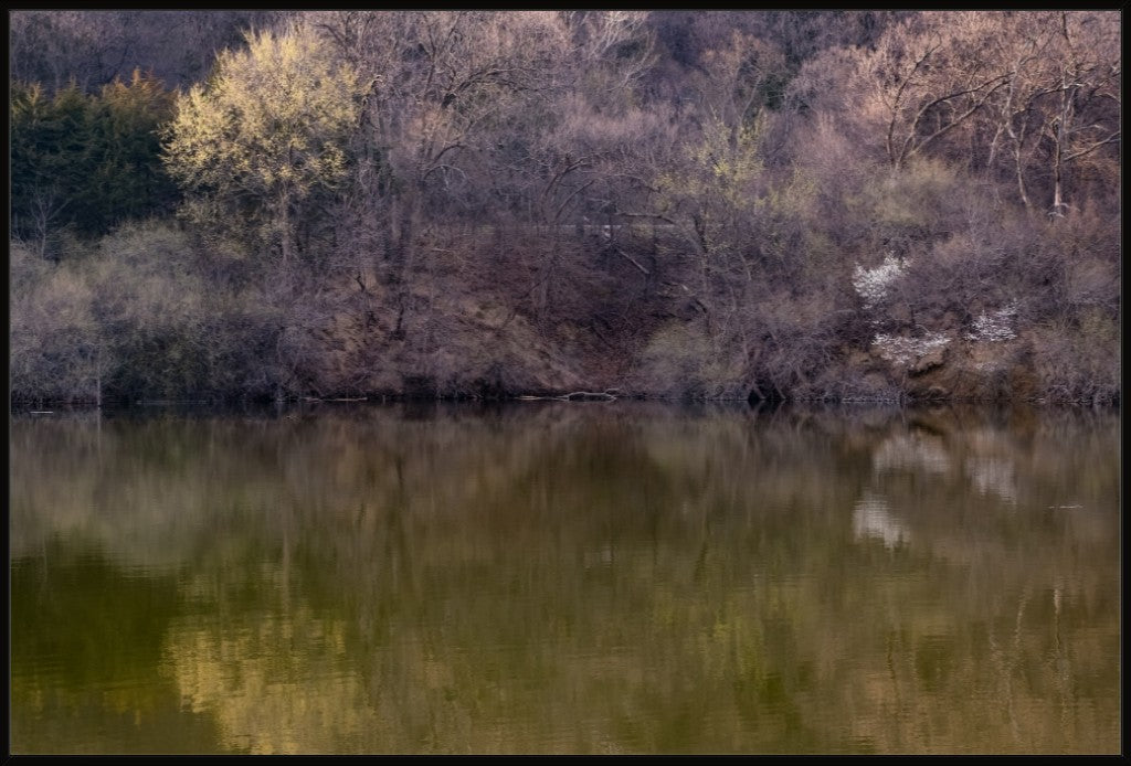 Dogwood Reflections II