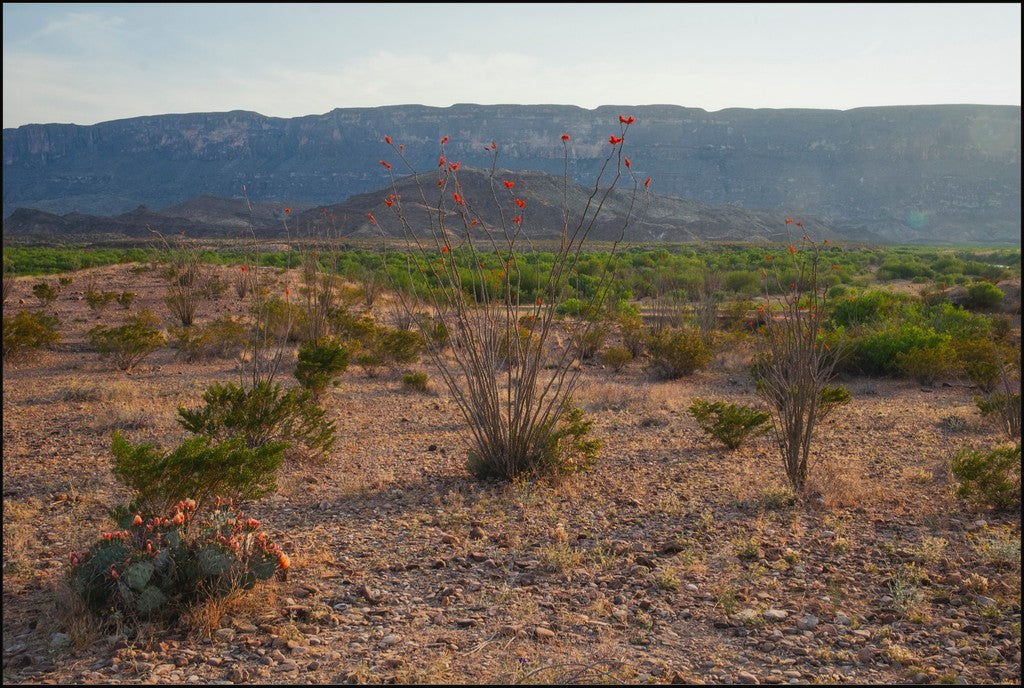 Ocotillo in Mountainscape