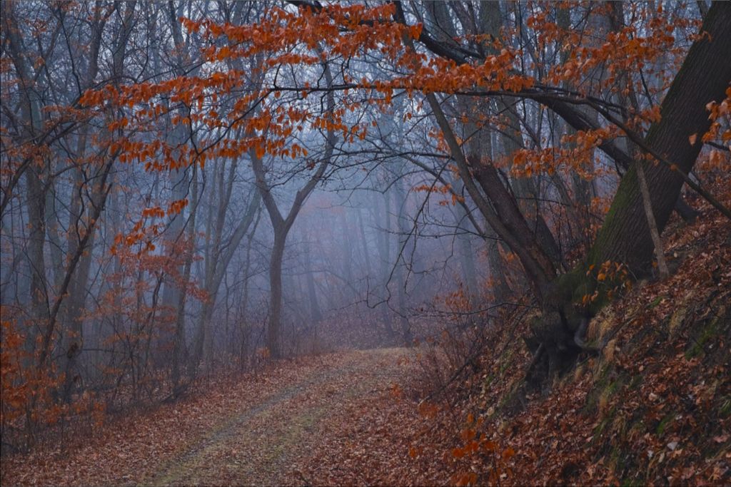 Charity Lake Path in Fog