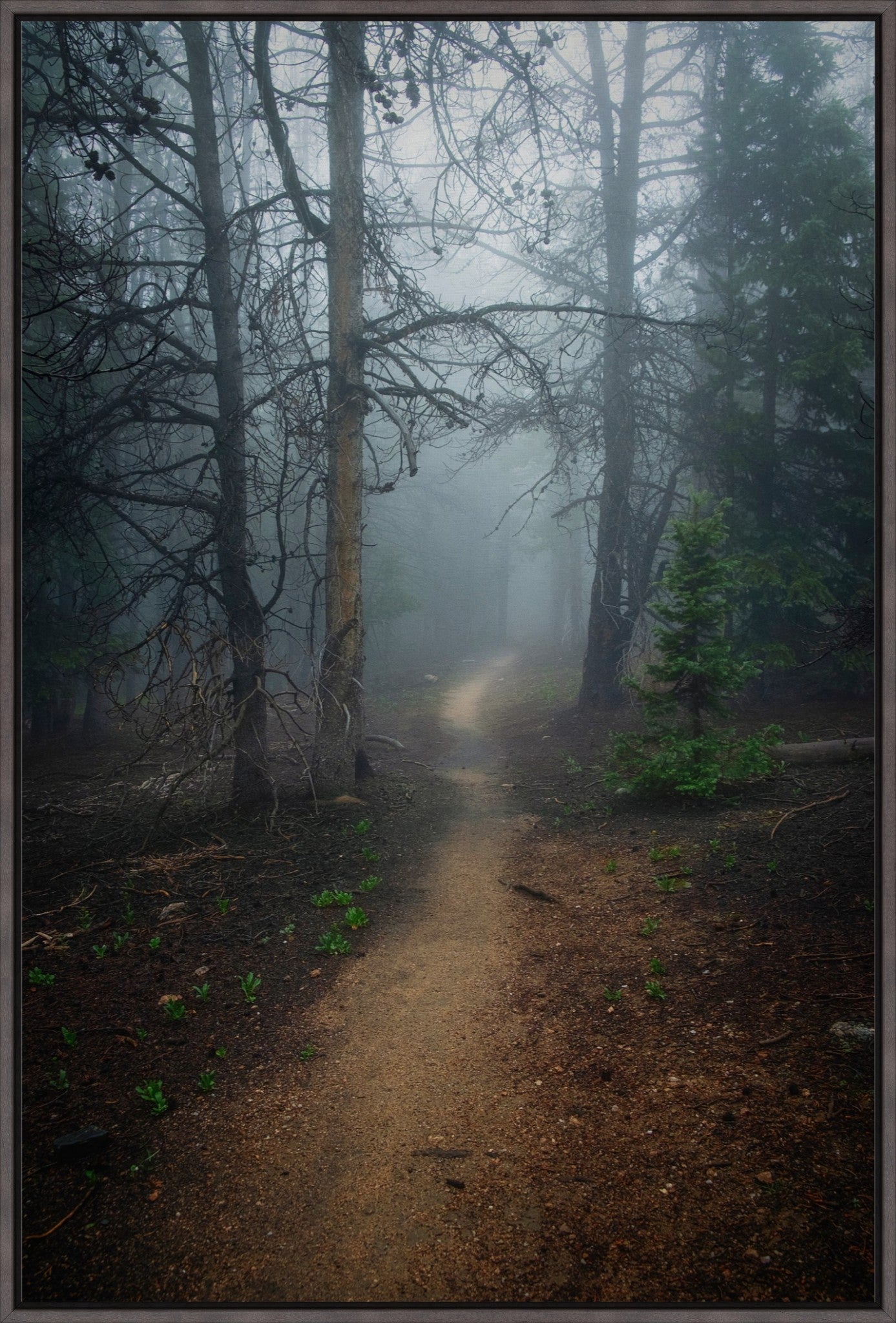 Foggy Mountain Path