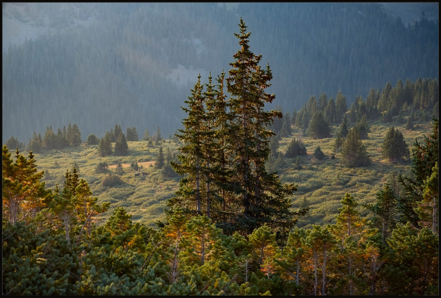 Moose Sunrise Horizontal