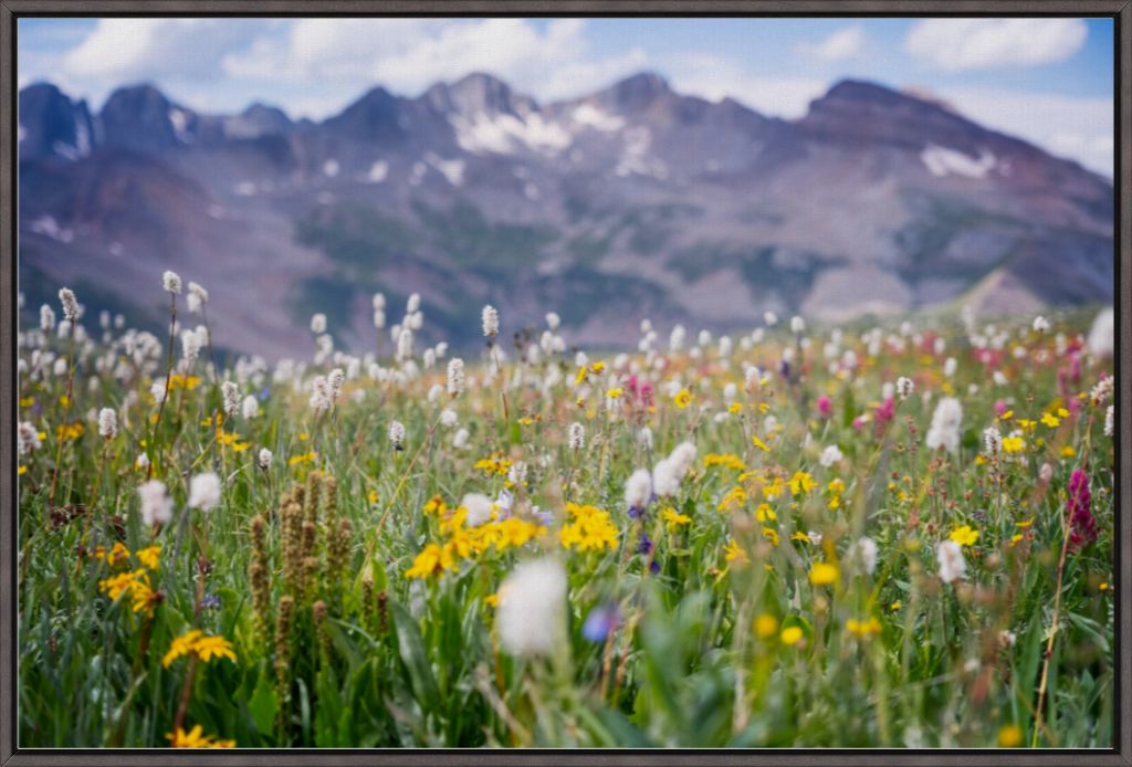Gold at the End of Indian Trail Ridge