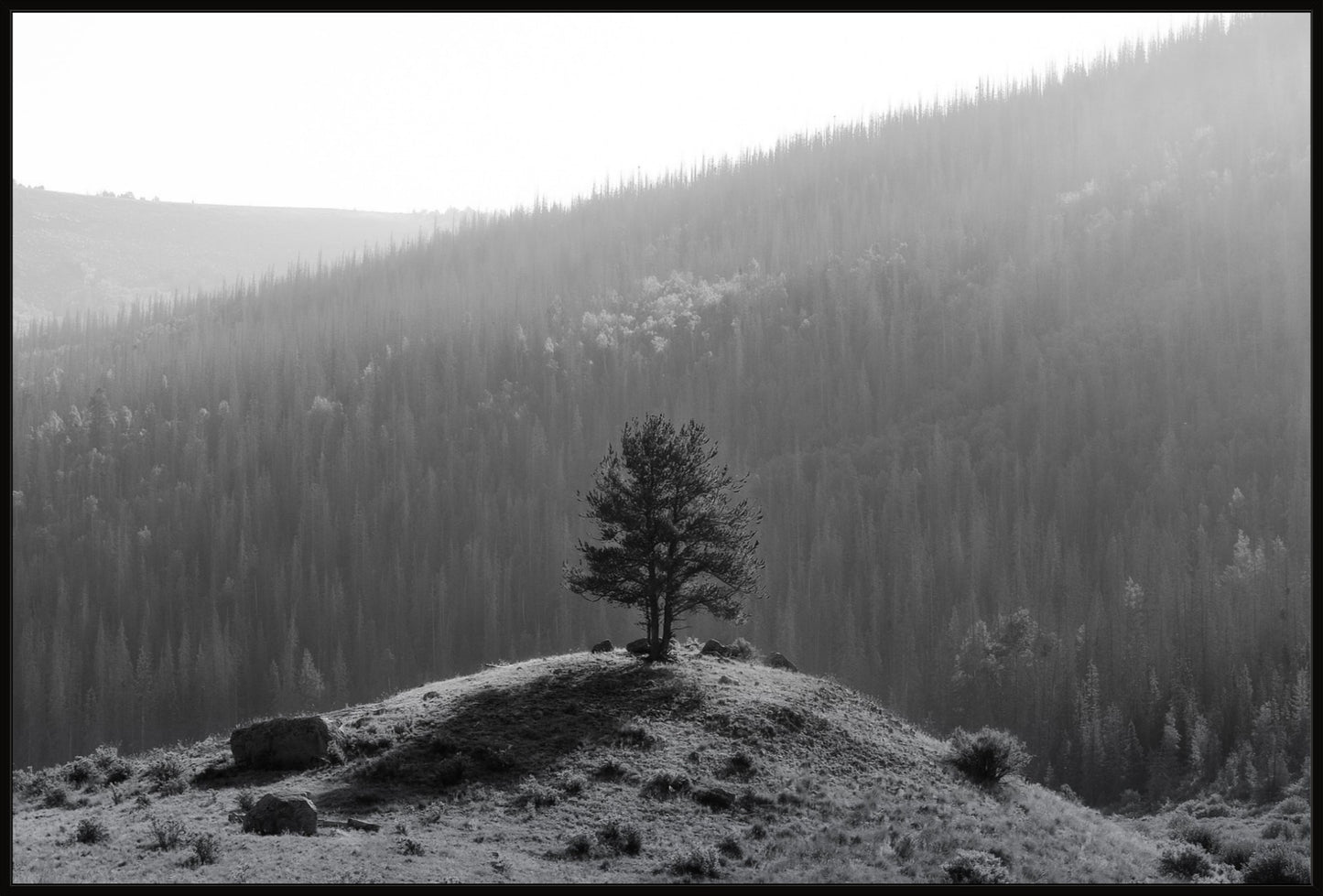 Tree on a Hill