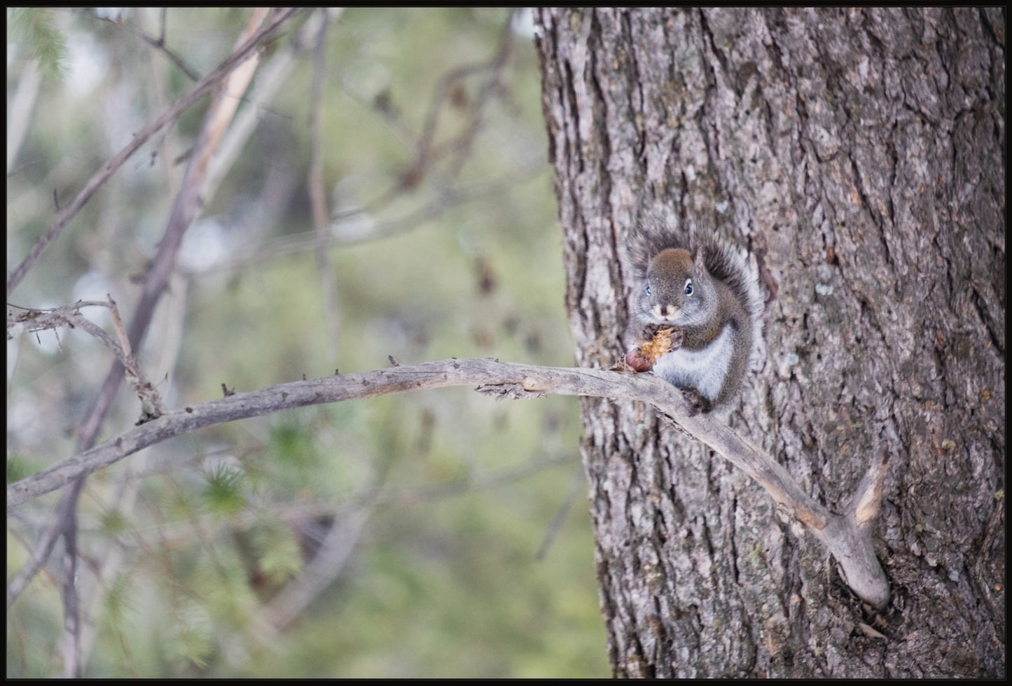 Squirrel & Pine Cone I
