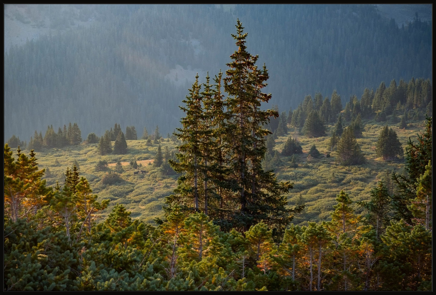 Moose Sunrise Horizontal