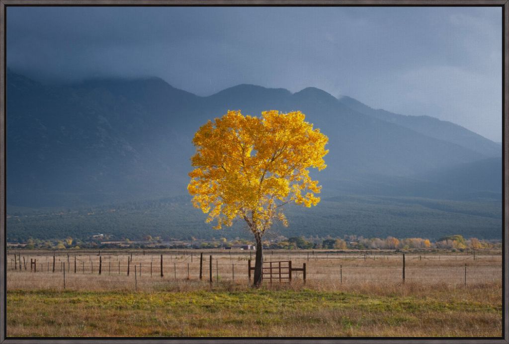 Solitary Cottonwood I